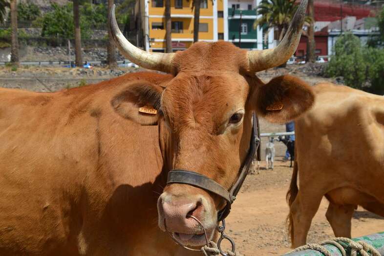 Ejemplar de ganado vacuno/TA.